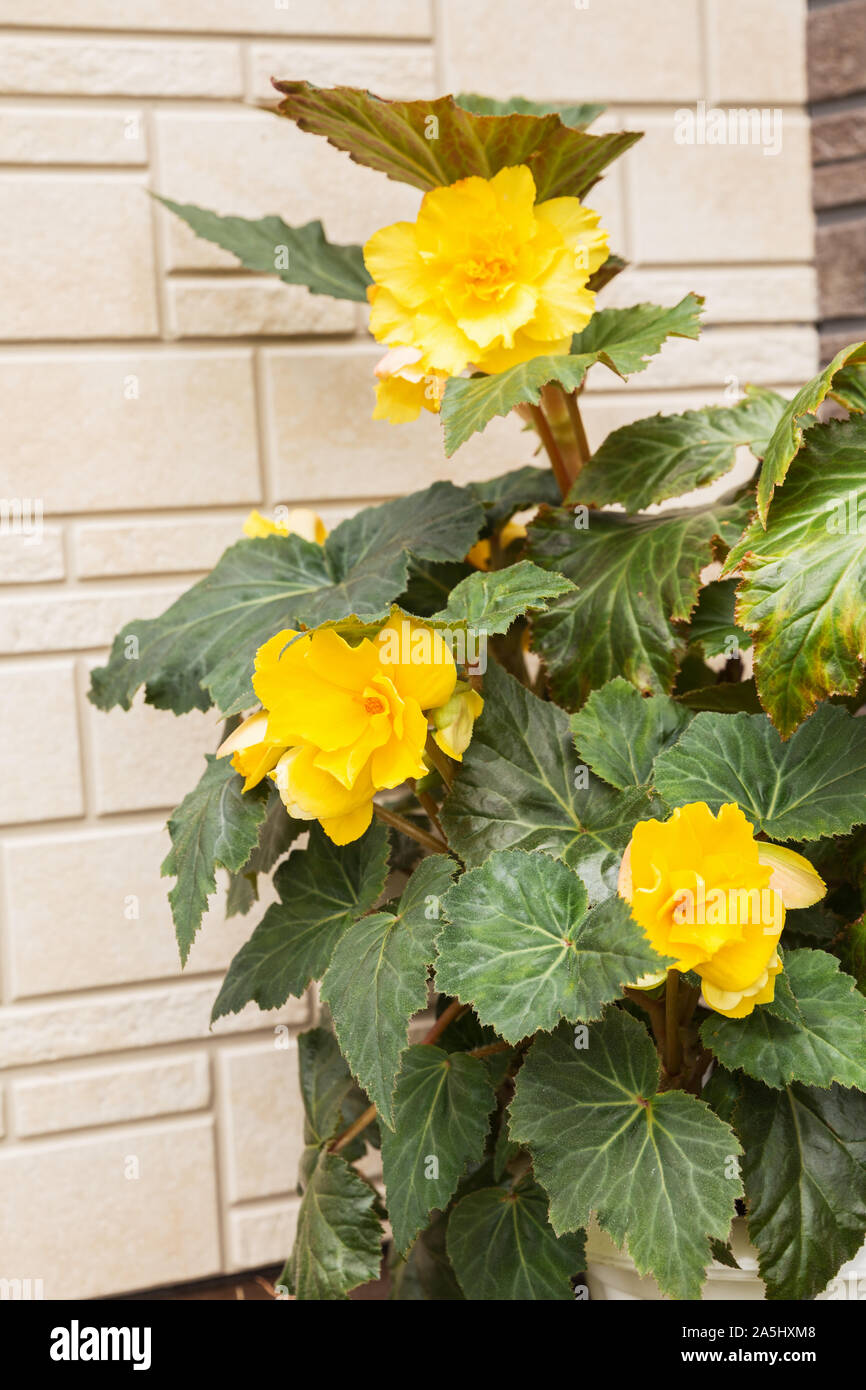 Blooming begonia grows in flowerpot in garden. Plant with large double yellow flowers Stock Photo