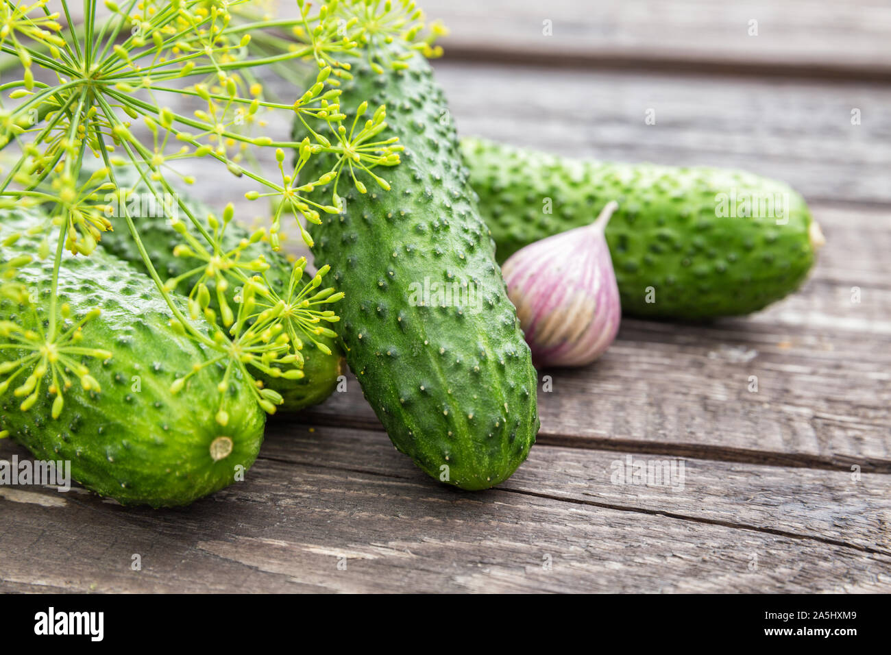 Fresh cucumbers, dill and garlic on a dark wooden table, ingredients for pickling cucumbers Stock Photo