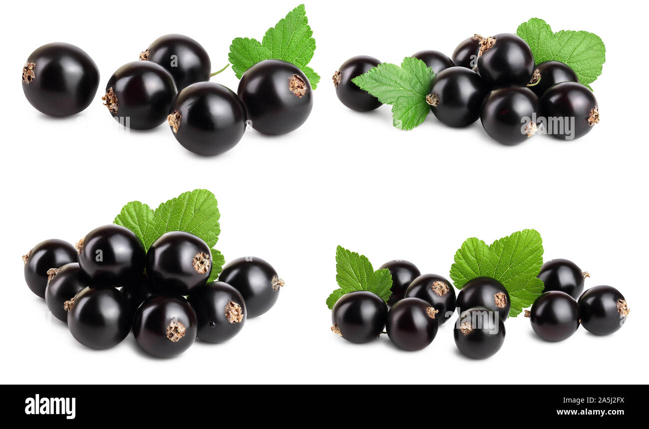 Set or collection black currant with leaf isolated on white background. Stock Photo