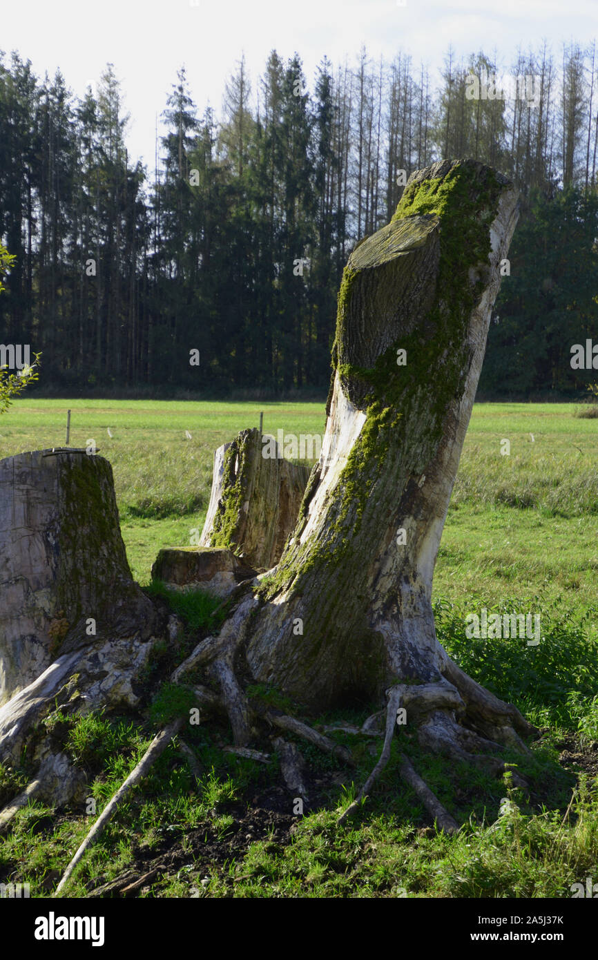 moss covered old tree trunk in meadow, old tree stump on grass Stock Photo