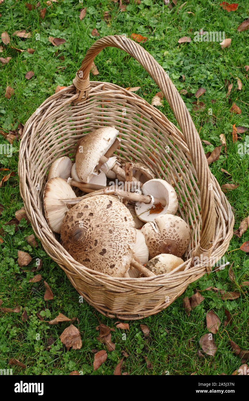 Herefordshire, UK. A basket of freshly picked parasol mushrooms (Macrolepiota procera), fairly common across Britain in late summer and autumn Stock Photo