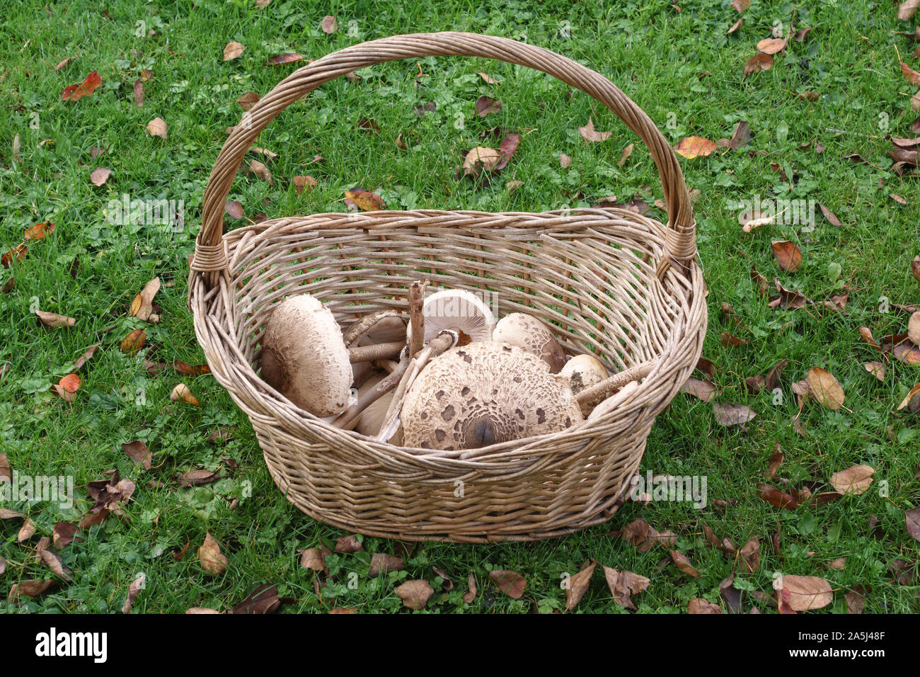 Herefordshire, UK. A basket of freshly picked parasol mushrooms (Macrolepiota procera), fairly common across Britain in late summer and autumn Stock Photo