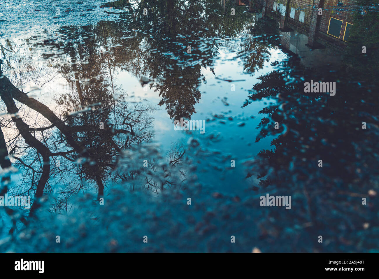 Reflection of a tree in a puddle for backgrounds Stock Photo - Alamy