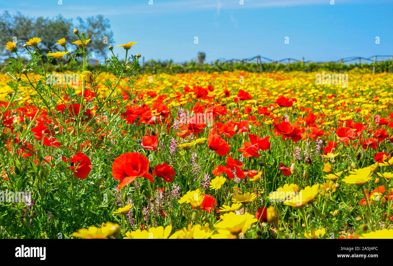 Field of flowers - Campo di fiori - Marsala - Sicily - Trapani Stock Photo  - Alamy