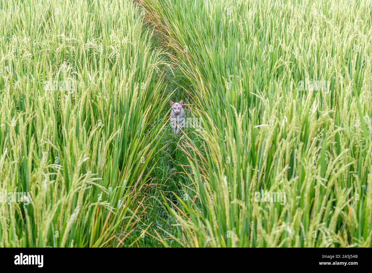 White cat hiding in the rice field. Bali, Indonesia. Rural landscape ...