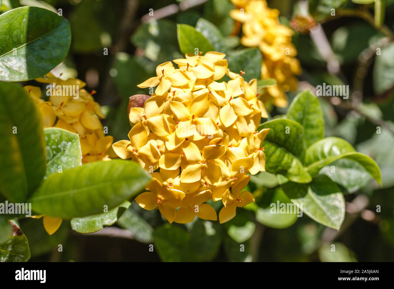 Blooming yellow Ixora flowers. Bali, Indonesia. Stock Photo