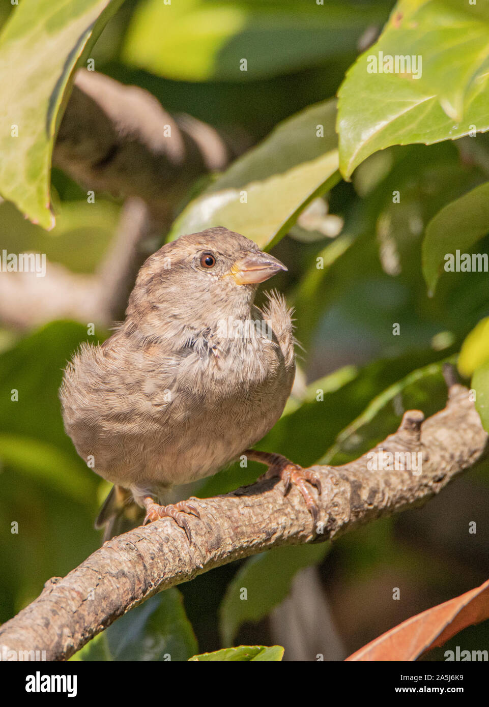 Young House Sparrow, Passer domesticus, perching on a branch in late summer in a British Garden Stock Photo