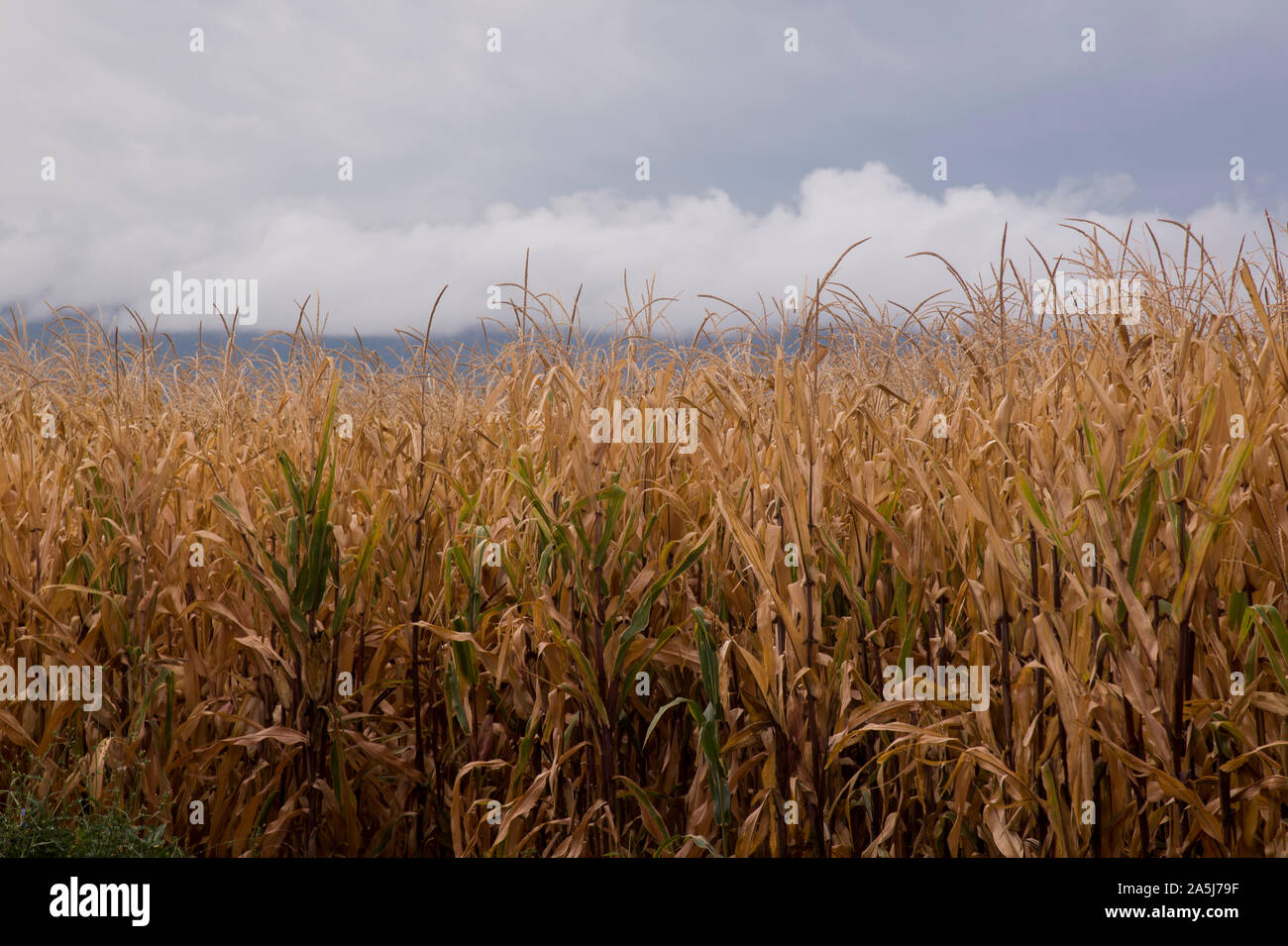 ripe corn field with sky background Stock Photo - Alamy