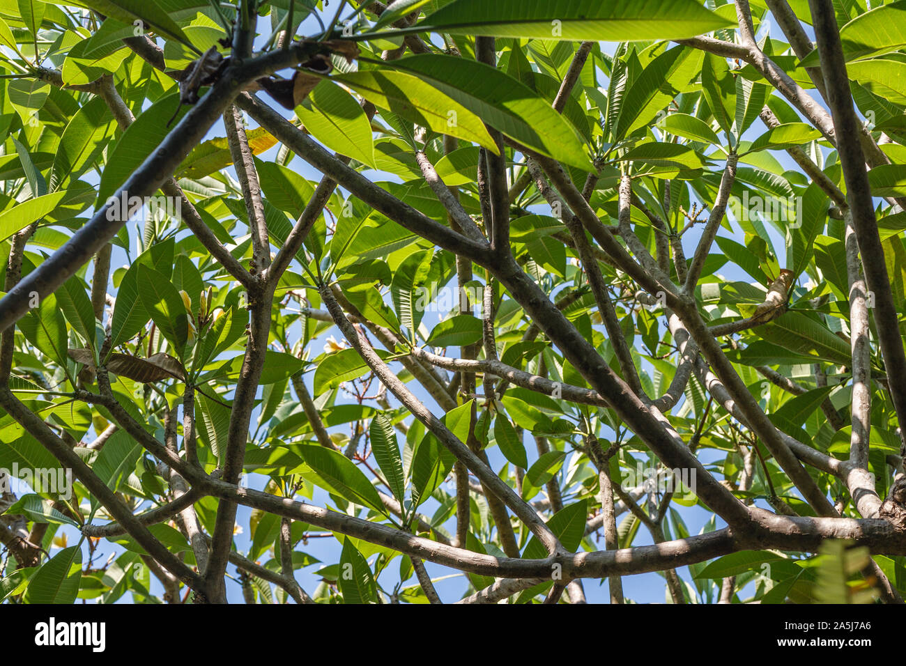 Branches of Plumeria tree on the background of blue sky. Only leaves