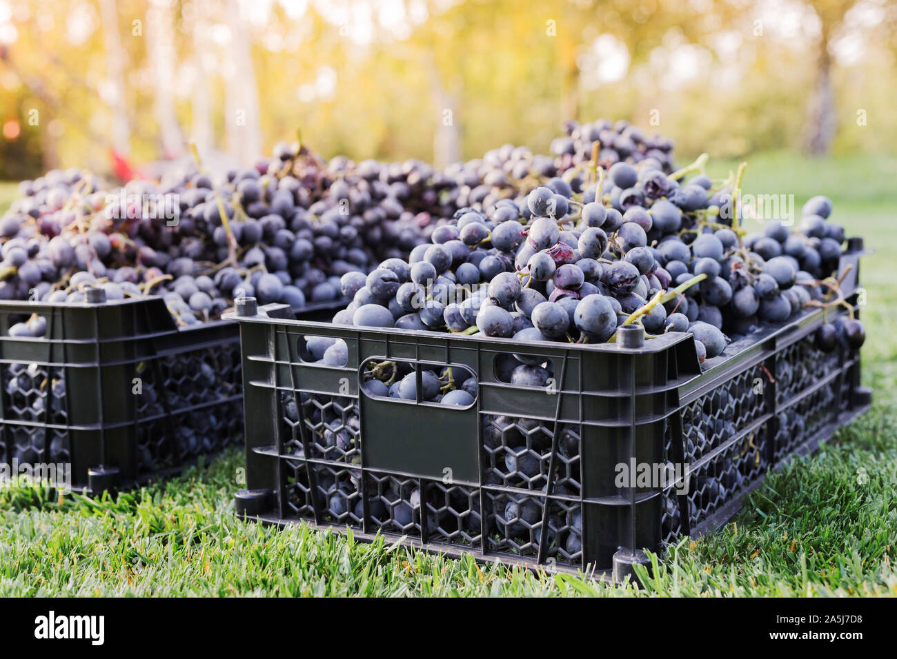 Baskets of Ripe bunches of black grapes outdoors. Autumn grapes harvest in vineyard on grass ready to delivery for wine making. Cabernet Sauvignon Stock Photo