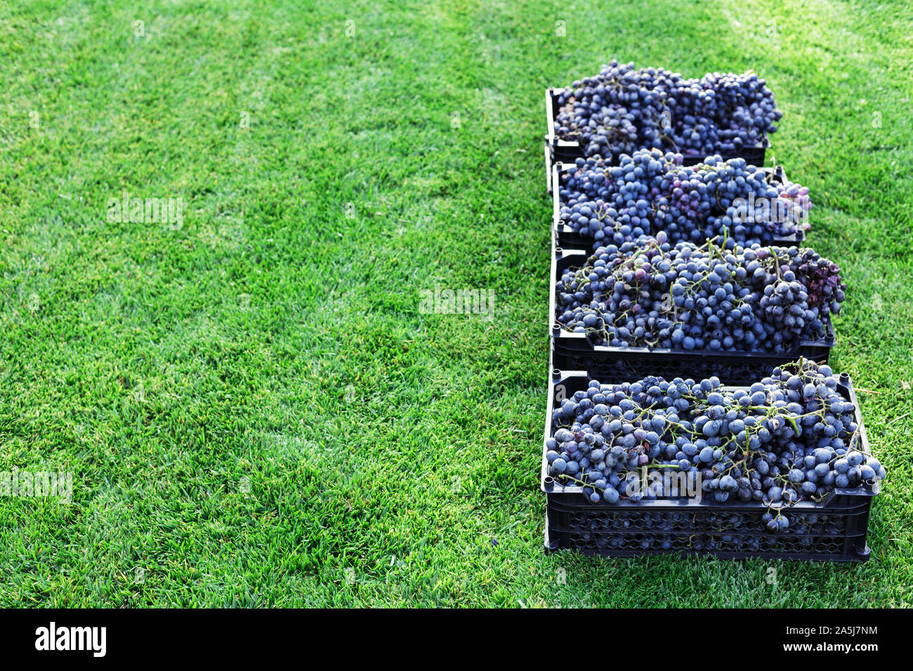 Baskets of Ripe bunches of black grapes outdoors. Autumn grapes harvest in vineyard on grass ready to delivery for wine making. Pinot Noir grape sort Stock Photo