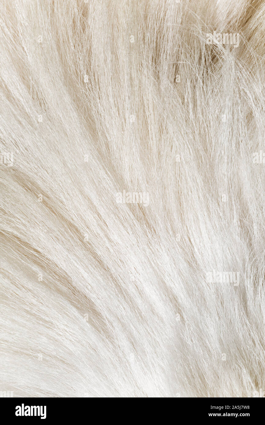Sable Collie dog fur animal hair background close up Stock Photo