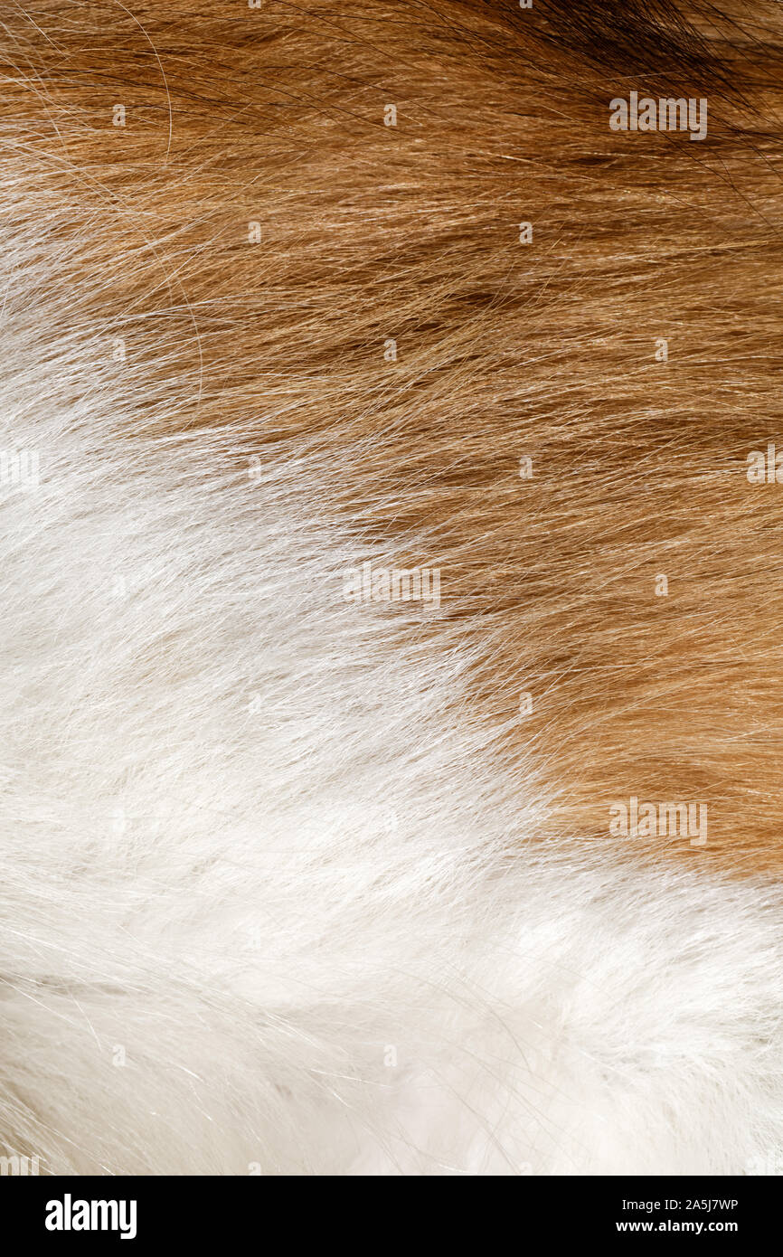 Sable Collie dog fur animal hair background close up Stock Photo