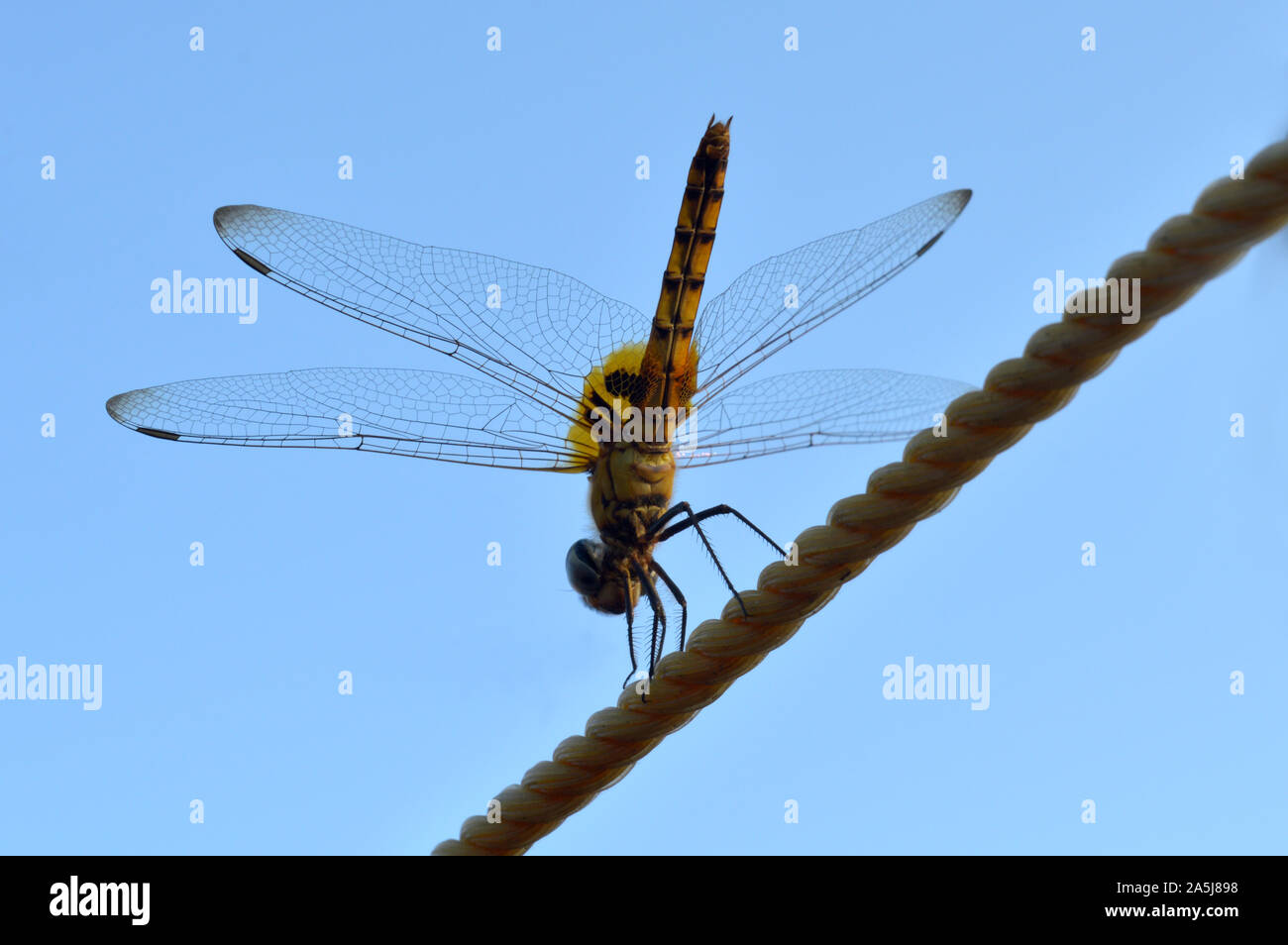 A dragon fly on the rope. Stock Photo