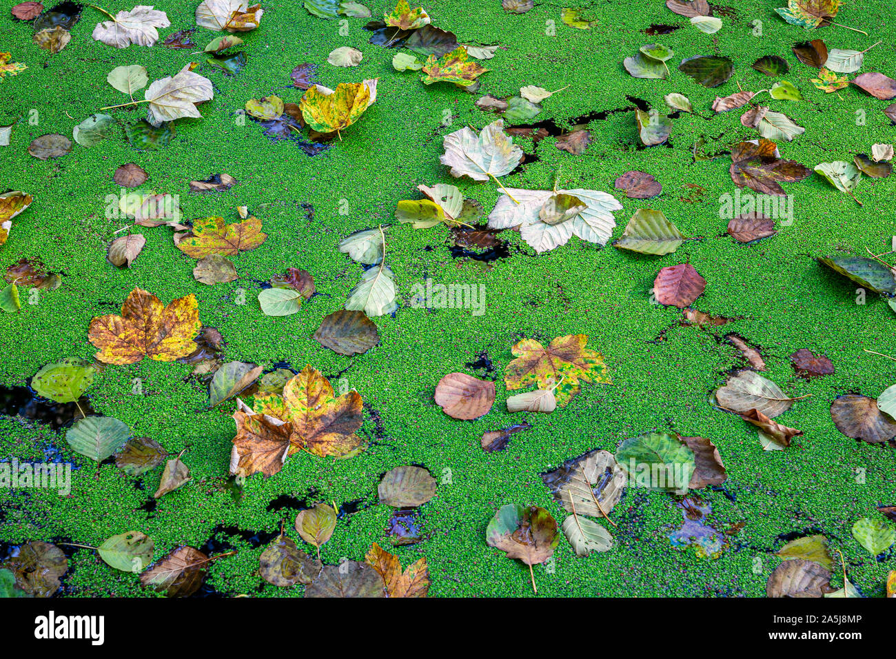 Colorful fallen autumn leaves on duckweed covered forest lake. Many orange, brown and yellow leaves in contrast to green duckweed. Ideal autumn backgr Stock Photo