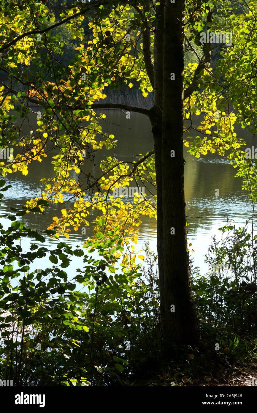 An Alder tree by the lake in autumn, Arrow Valley Country Park, Redditch, Worcestershire, England, UK Stock Photo