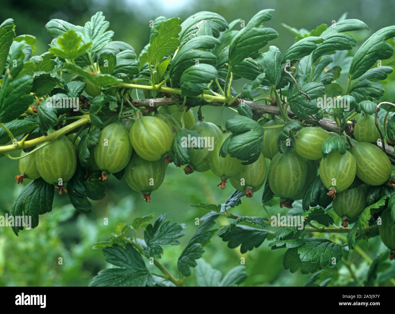 Gooseberry (Rives uva-crispa) mature green fruit on the bush, Oxfordshire Stock Photo