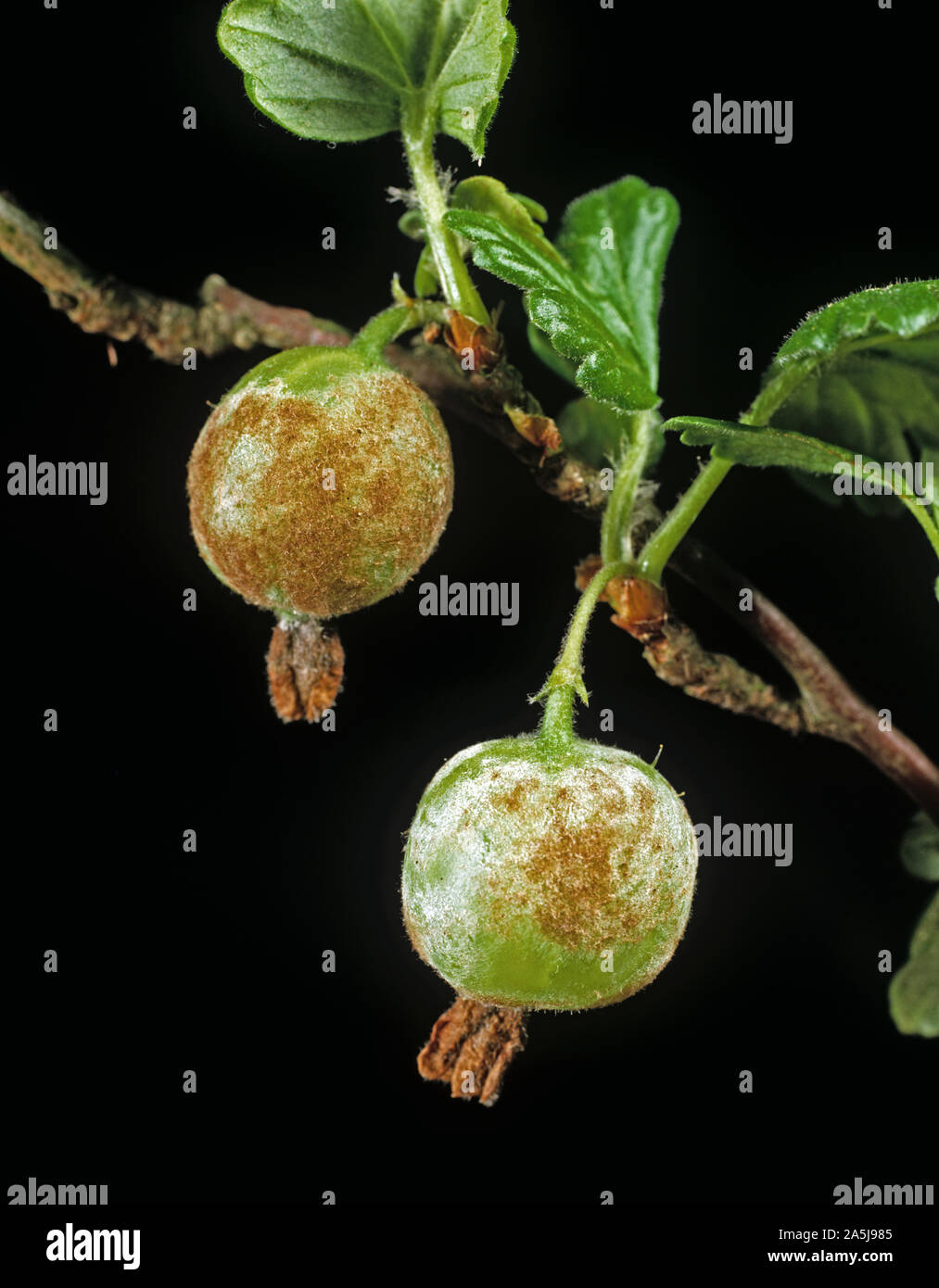 American gooseberry mildew (Podosphaera mors-uvae) on gooseberry fruit Stock Photo