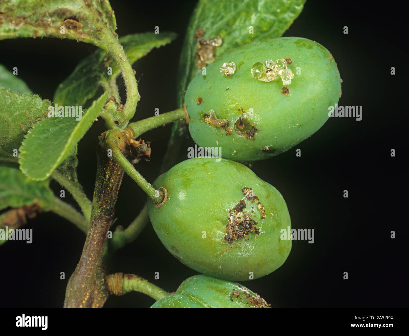 Damage and exudation gum caused by red plum maggot (Cydia funebrana) feeding on young plum fruit Stock Photo