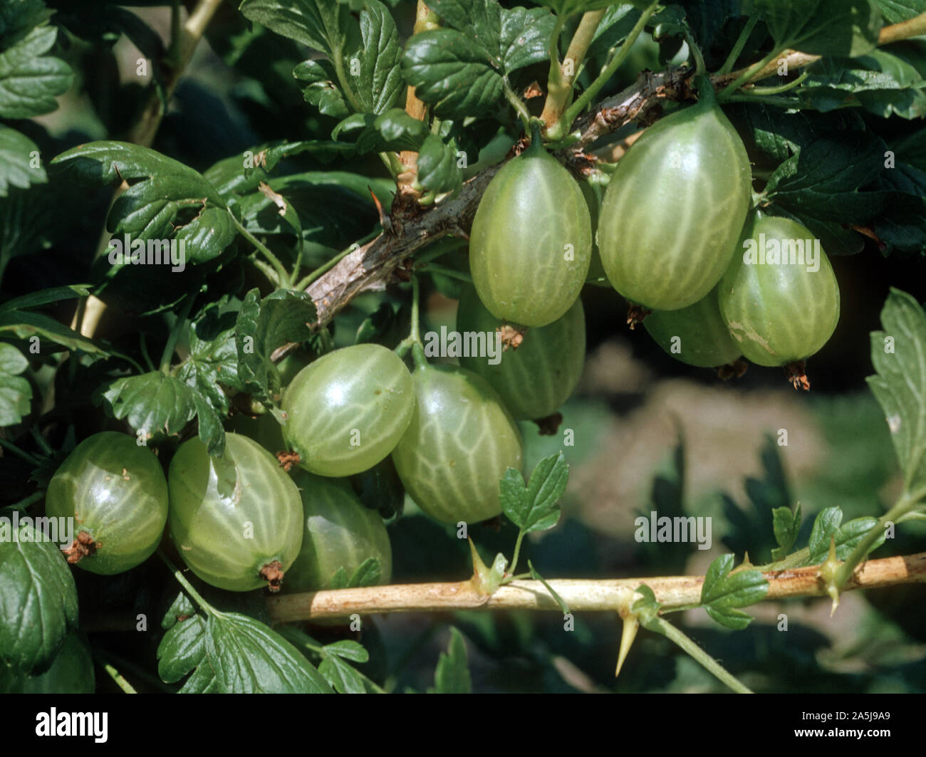 Gooseberry (Rives uva-crispa) mature green fruit on the bush, Oxfordshire Stock Photo