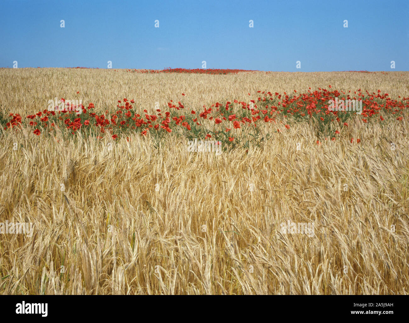 Corn poppies (Papaver rhoeas) red flowers, a strip missed by the sprayer, in a field of golden barley at harvest time Stock Photo
