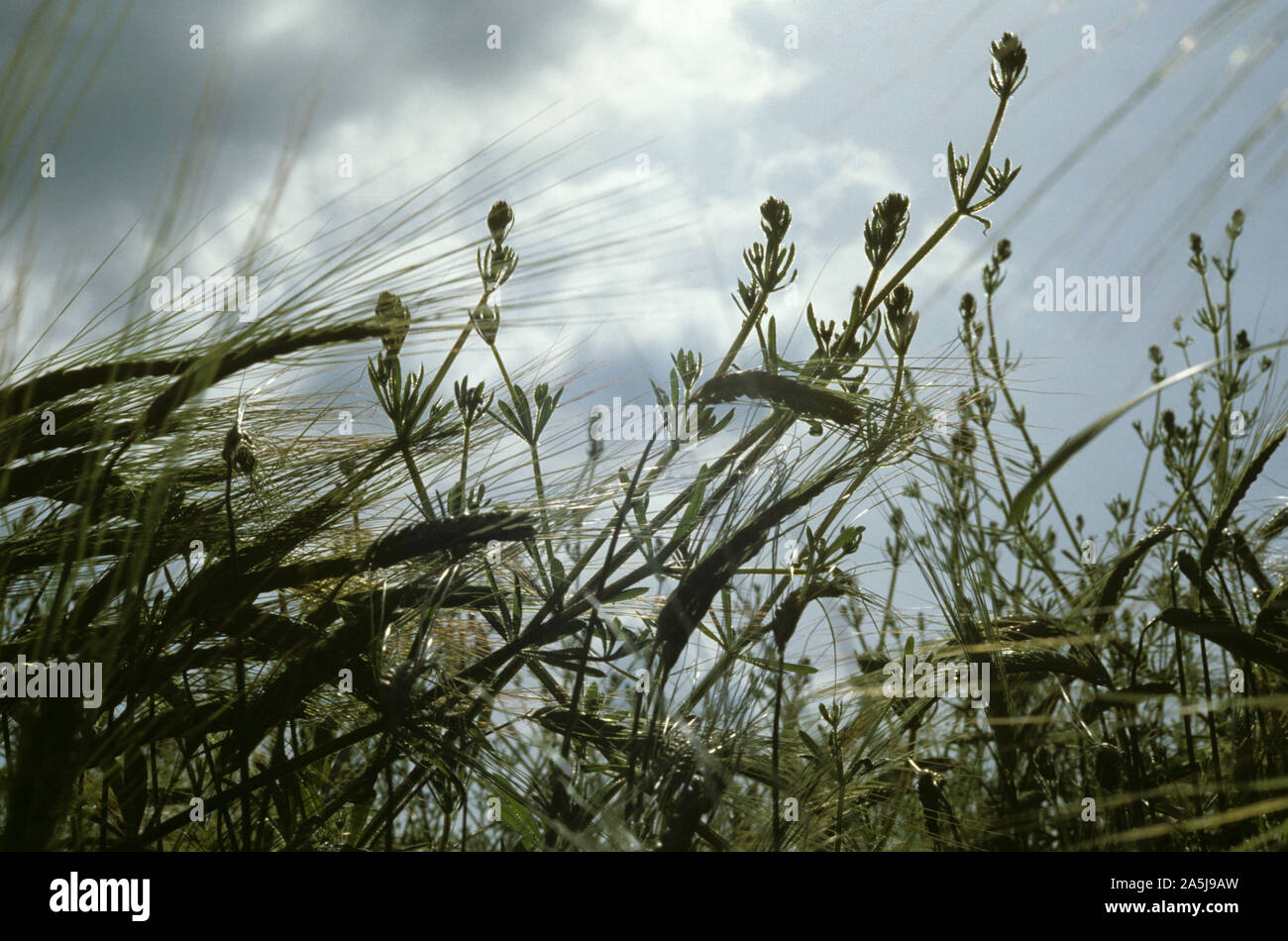 Cleavers (Galium aparine) spreading weeds silhouetted against the sky in a barley crop in green ear Stock Photo