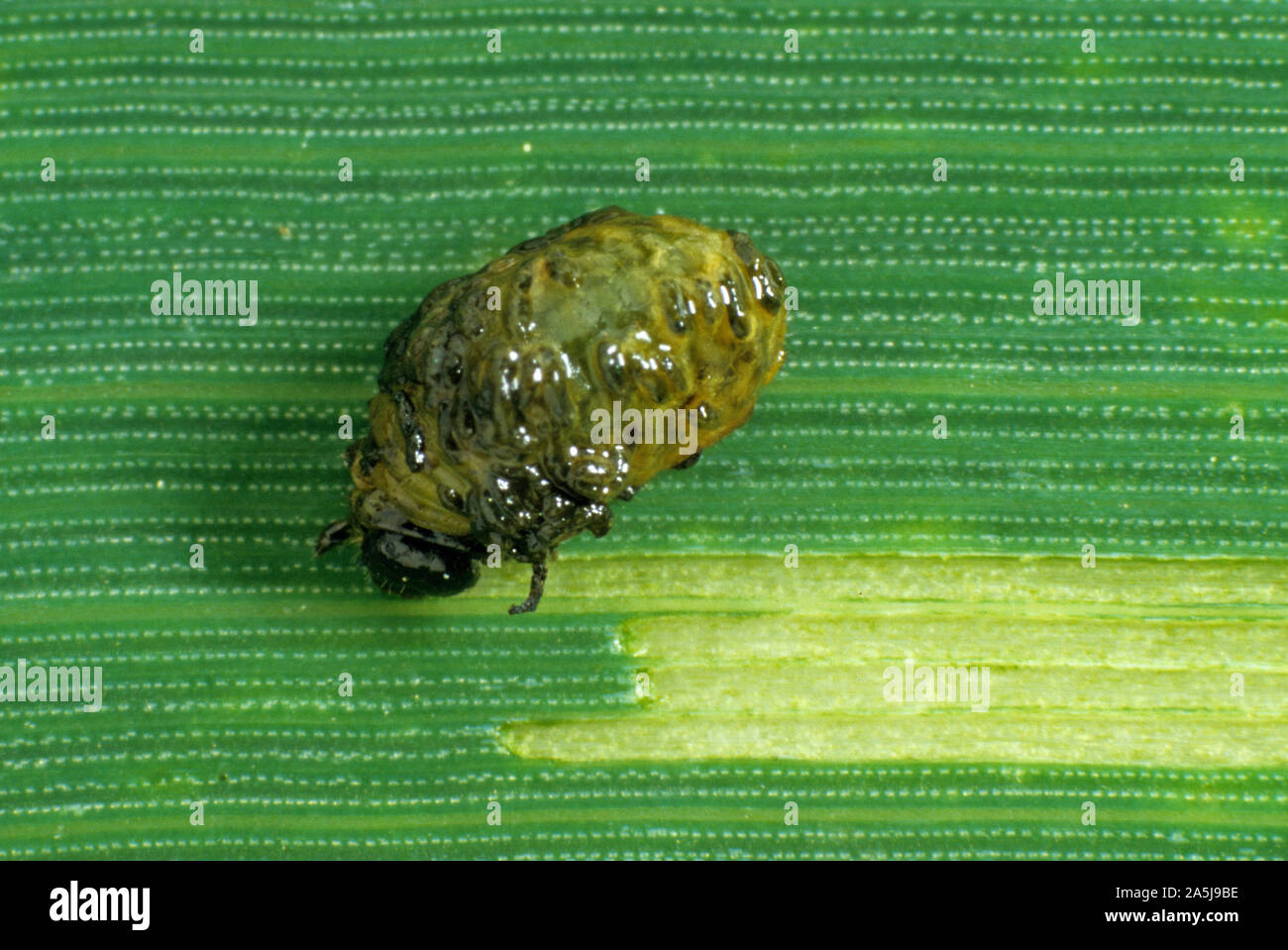 Cereal leaf beetle (Oulema melanopus) larva, grub, stripping away the epidermus of a wheat leaf Stock Photo
