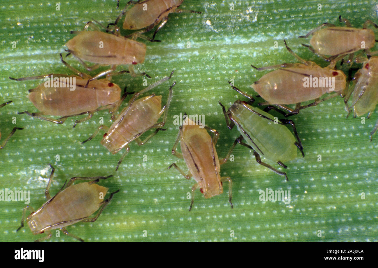 Grain aphids (Sitobion avenae) green and pale brown plant sucking pests on a wheat crop leaf Stock Photo