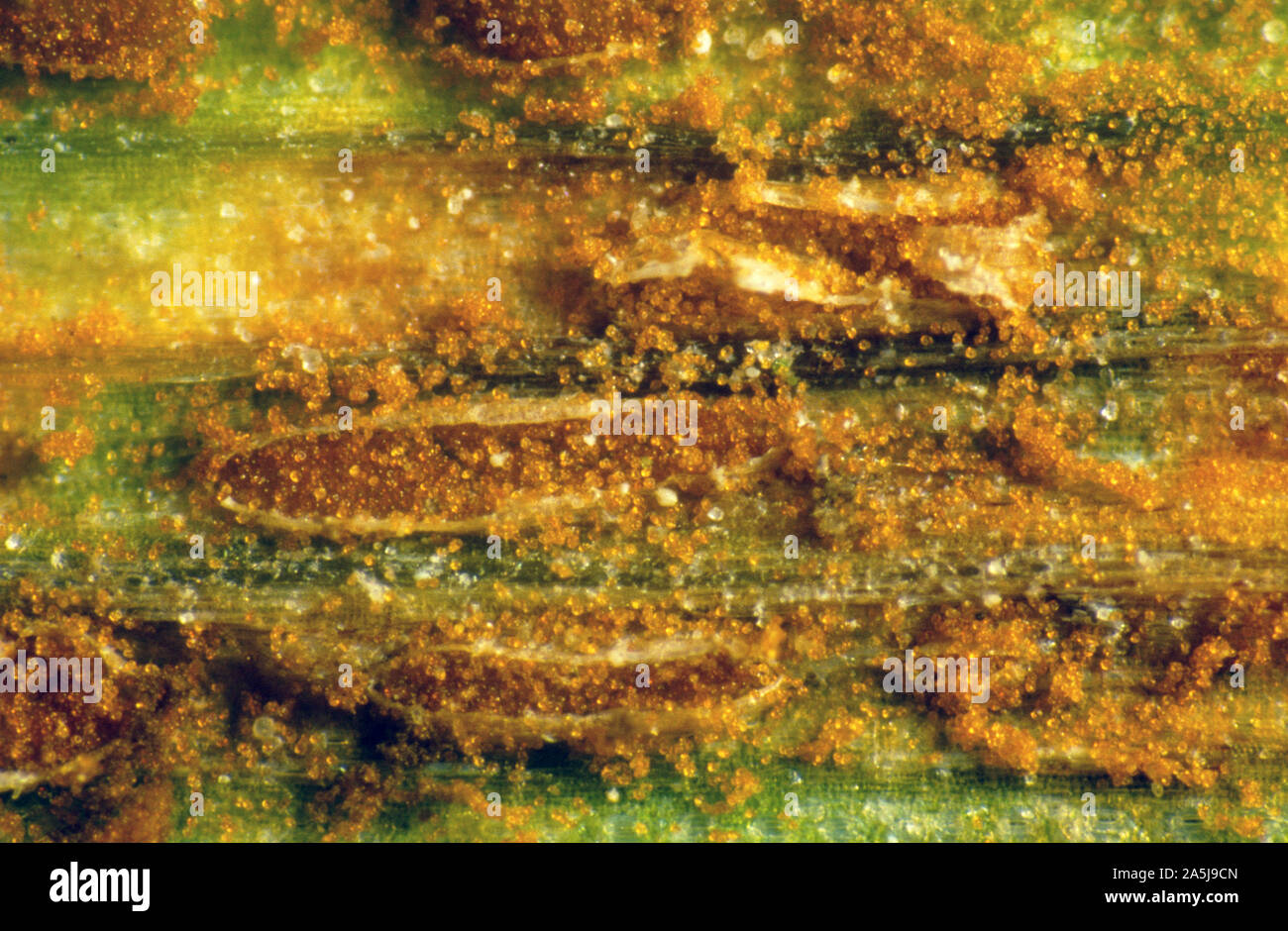 Wheat leaf rust or brown rust (Puccinia triticina) erupting leaf pustules on wheat releasing spores of fungal disease Stock Photo