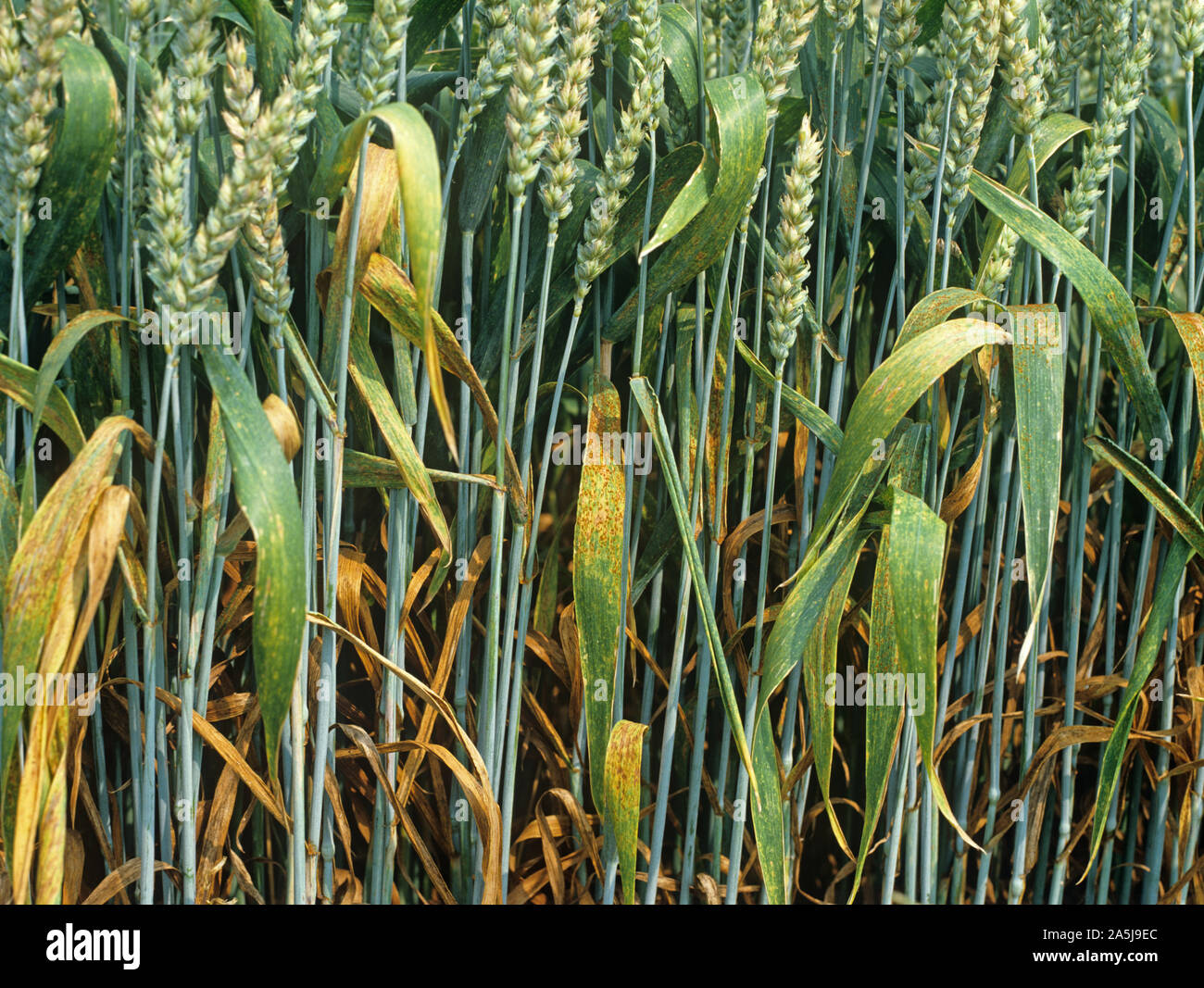 Brown rust or wheat leat rust (Puccinia triticini) a severe infection of this fungal disease in a French wheat crop Stock Photo