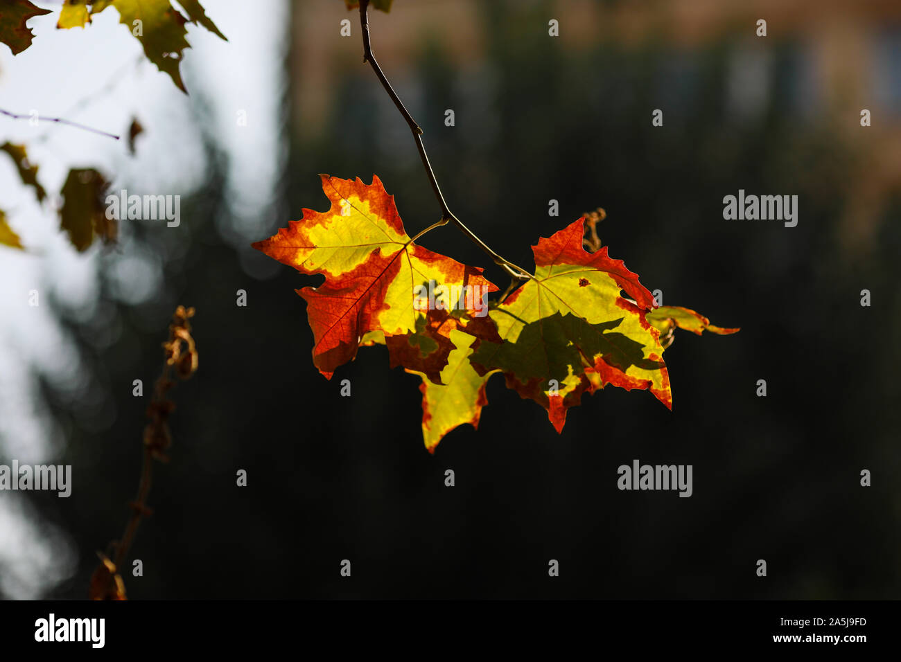 Sunny leaves hi-res stock photography and images - Alamy