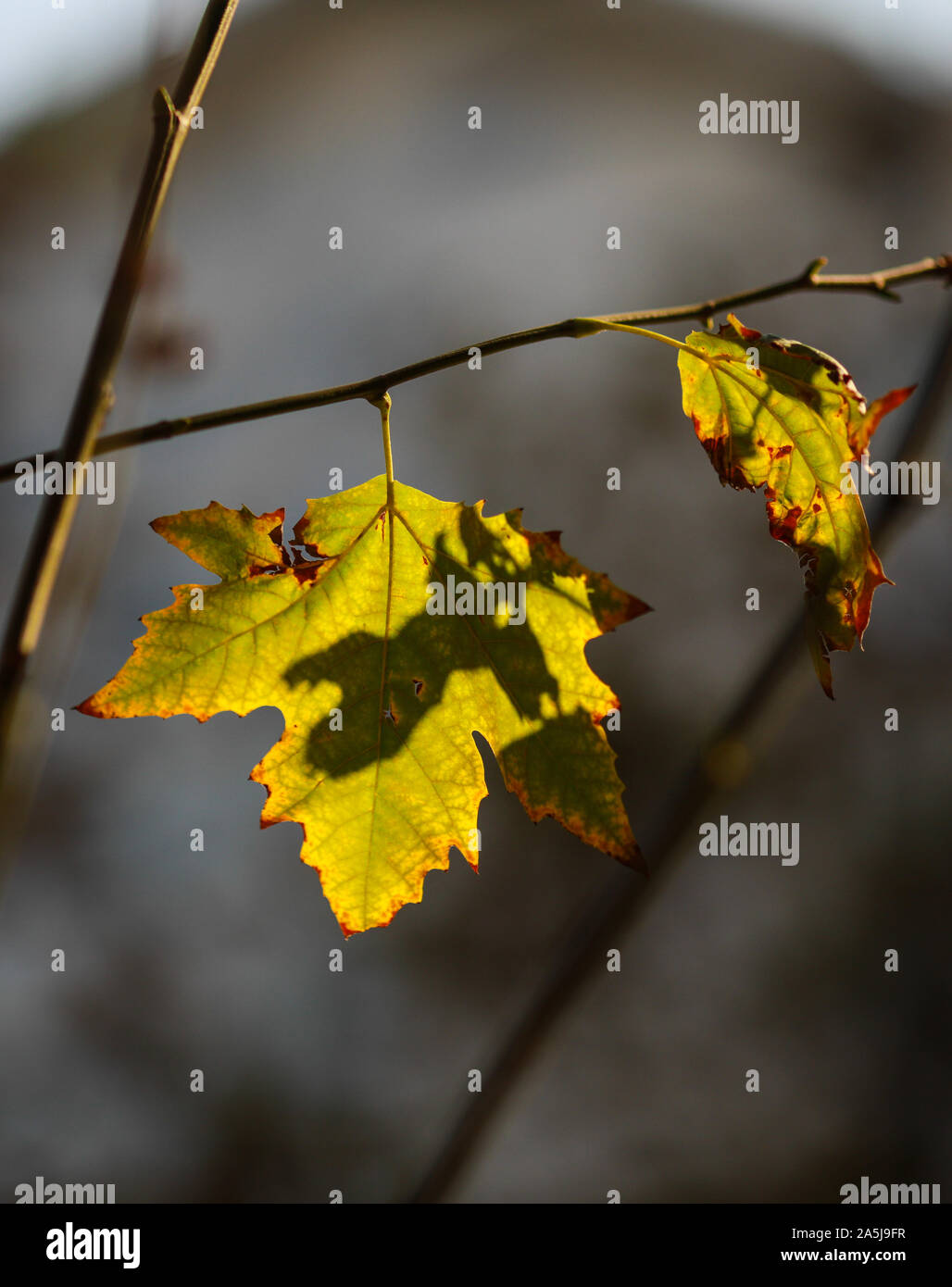 Details with autumn maple tree leaves during a sunny day Stock Photo ...