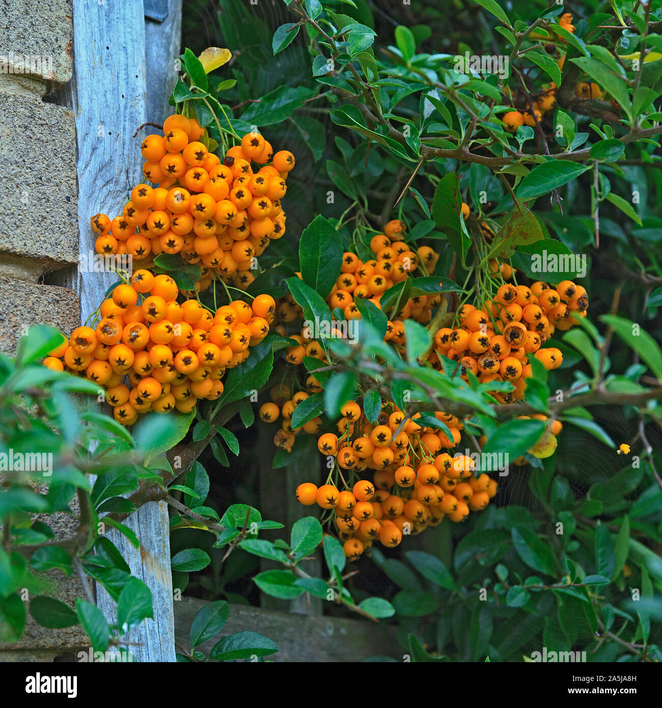 Autumn abundance of orange pyracantha (firethorn) berries Stock Photo