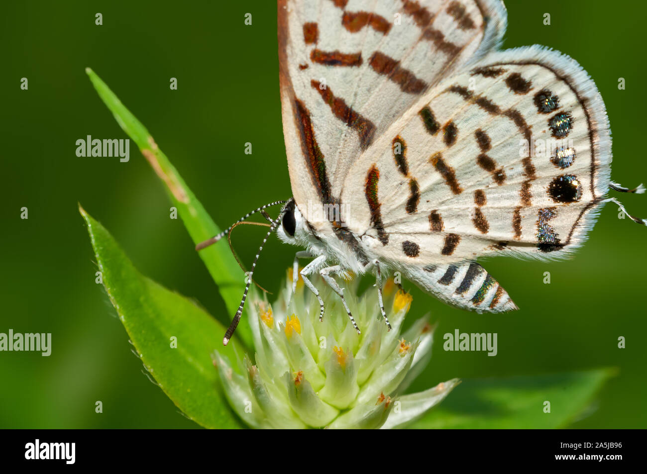 Small butterfly on flower with green backround Stock Photo