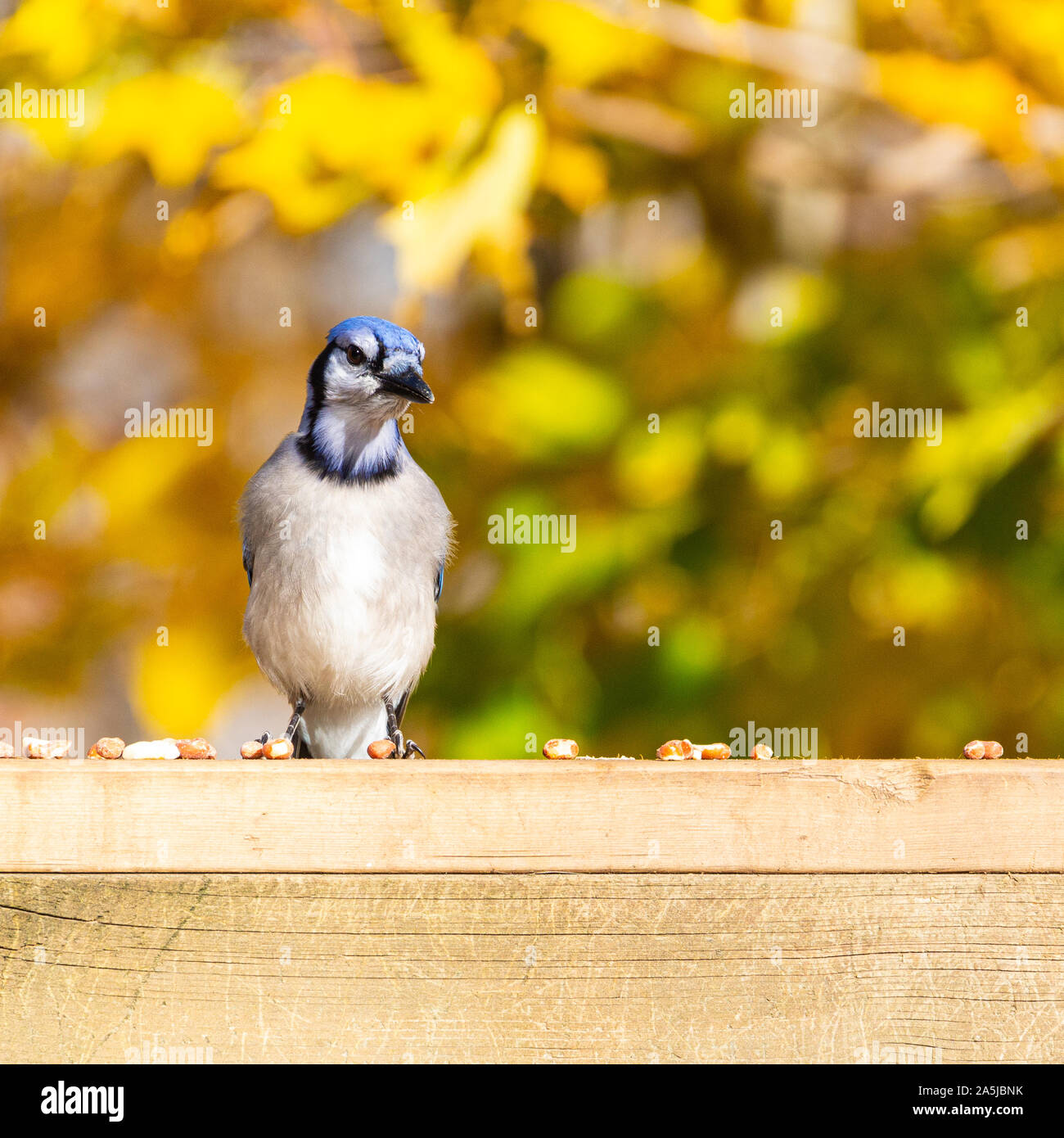 Closeup of one bluejay on a wooden deck railing snacking on shelled peanuts, against a gold and green foliage background. Stock Photo