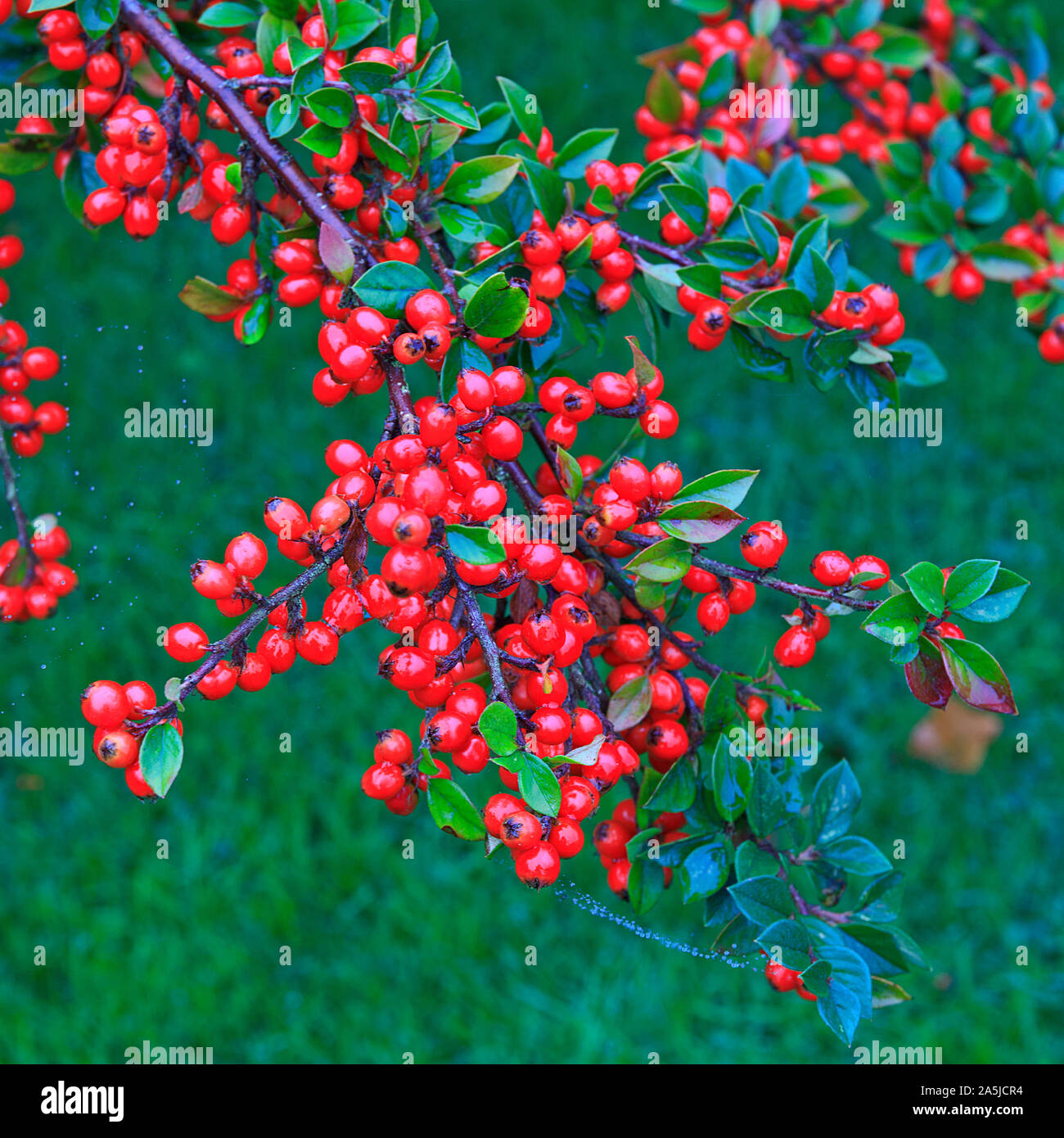 Abundance of red cotoneaster berries Stock Photo