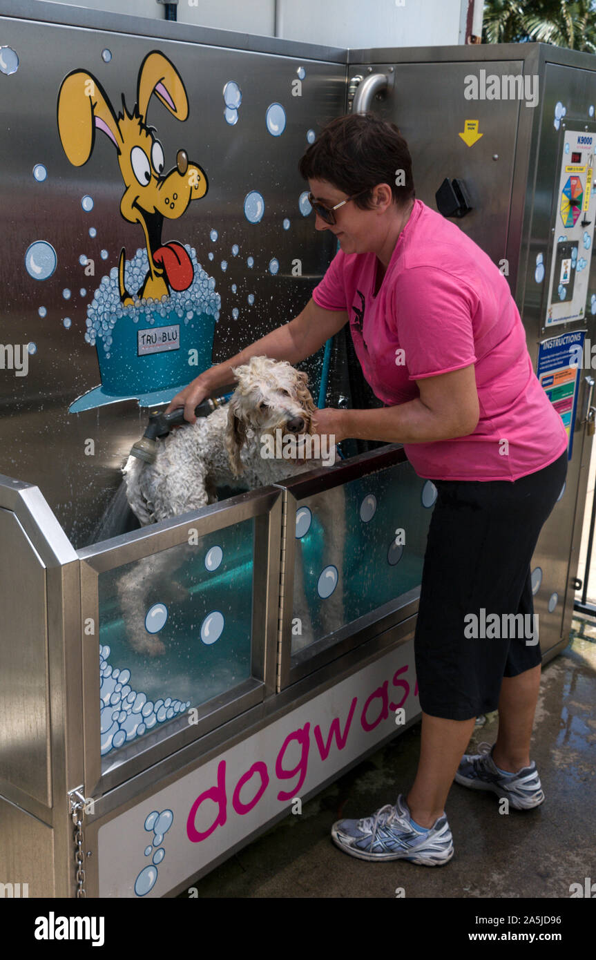 A dog owner shampooing one of her two dogs in the coinoperated Dog