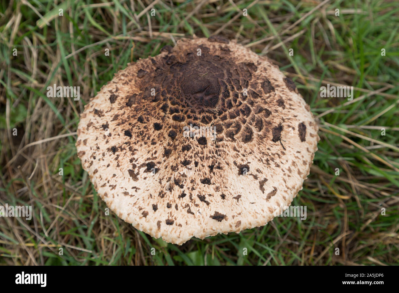 Exempted umbrella of giant umbrella or parasol fungus with scaly skin.The common giant parasol, parasol or giant paragal fungus (Macrolepiota procera) Stock Photo
