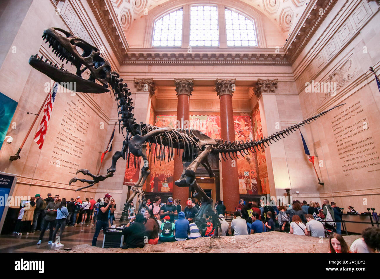 Hall of fossils hires stock photography and images Alamy