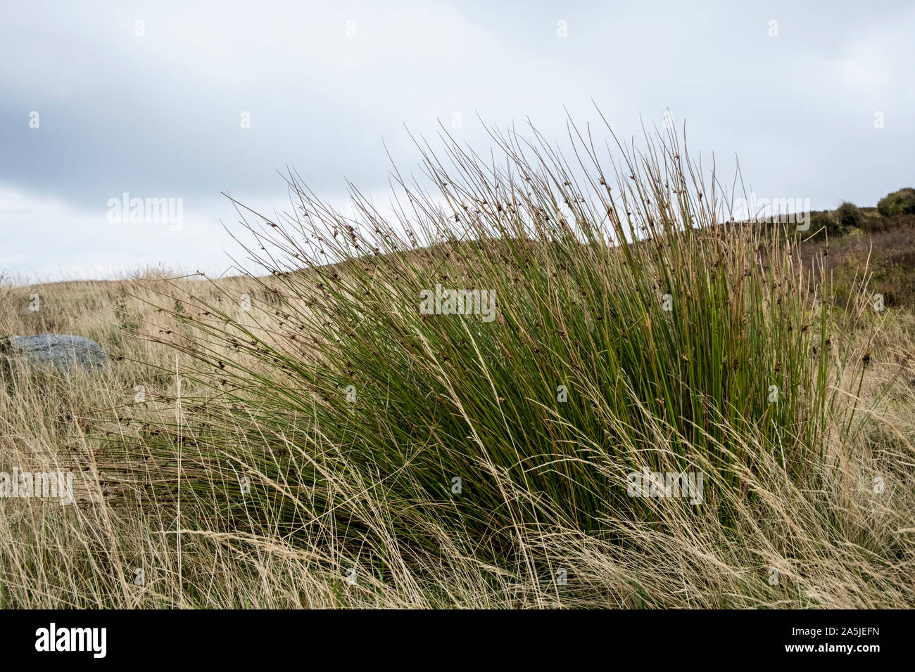 Soft Rush (Juncus effusus) also known as Common Rush on moorland on Kinder Scout, Derbyshire, Peak District, England, UK Stock Photo