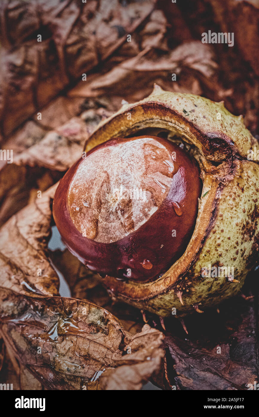 Conkers emerging from their shells nestled amongst fallen autumn leaves. Stock Photo