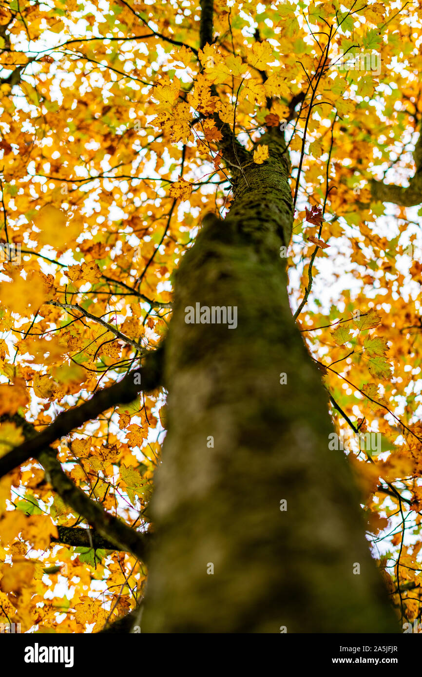 Fall / Autumn leaves: golden and yellow Field Maple Tree. Autumnal landscape: Changing leaves and landscape in a natural  woodland habitat. Stock Photo