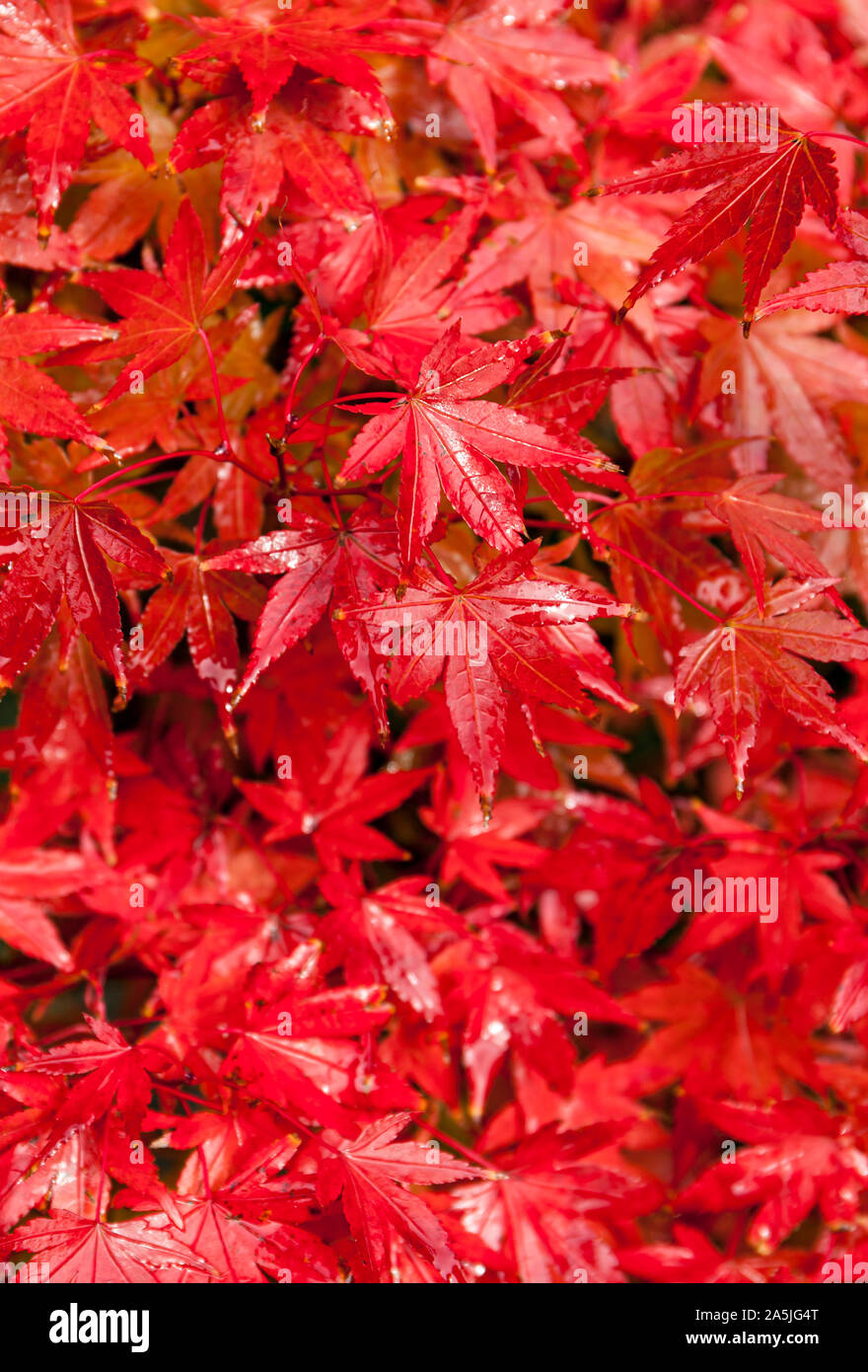 Japanese Maple tree leaves in autumn. Stock Photo