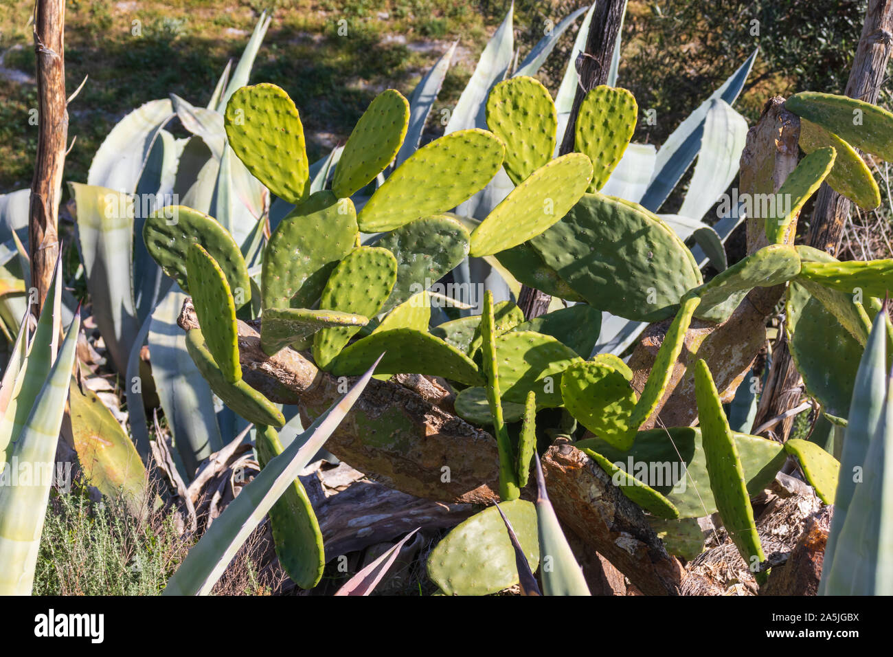 Opuntia ficus indica, Prickly Pear Cactus Plant Stock Photo