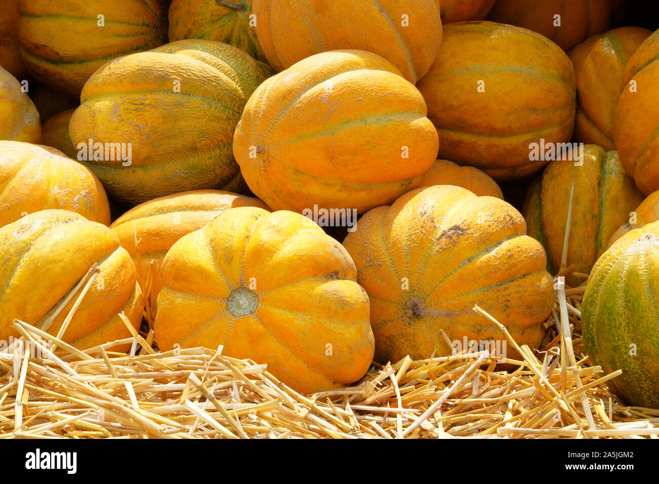 Melons are sold at local farmers market after harvest. Healthy eating and vitamins. Autumn harvest, juicy and ripe yellow melons. Close up. Stock Photo