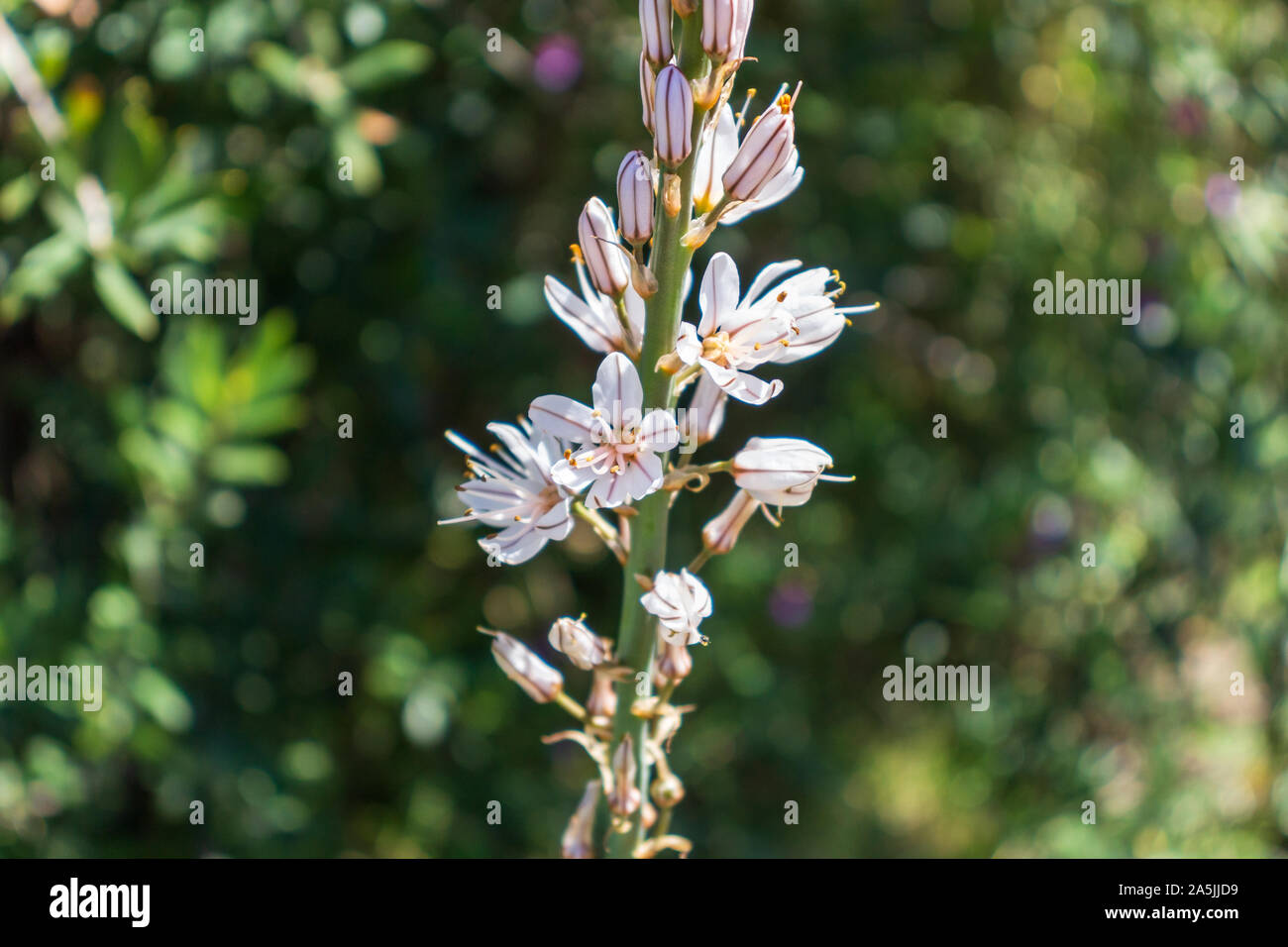Asphodelus, White Flowered Plant in Andalucía Spain Stock Photo