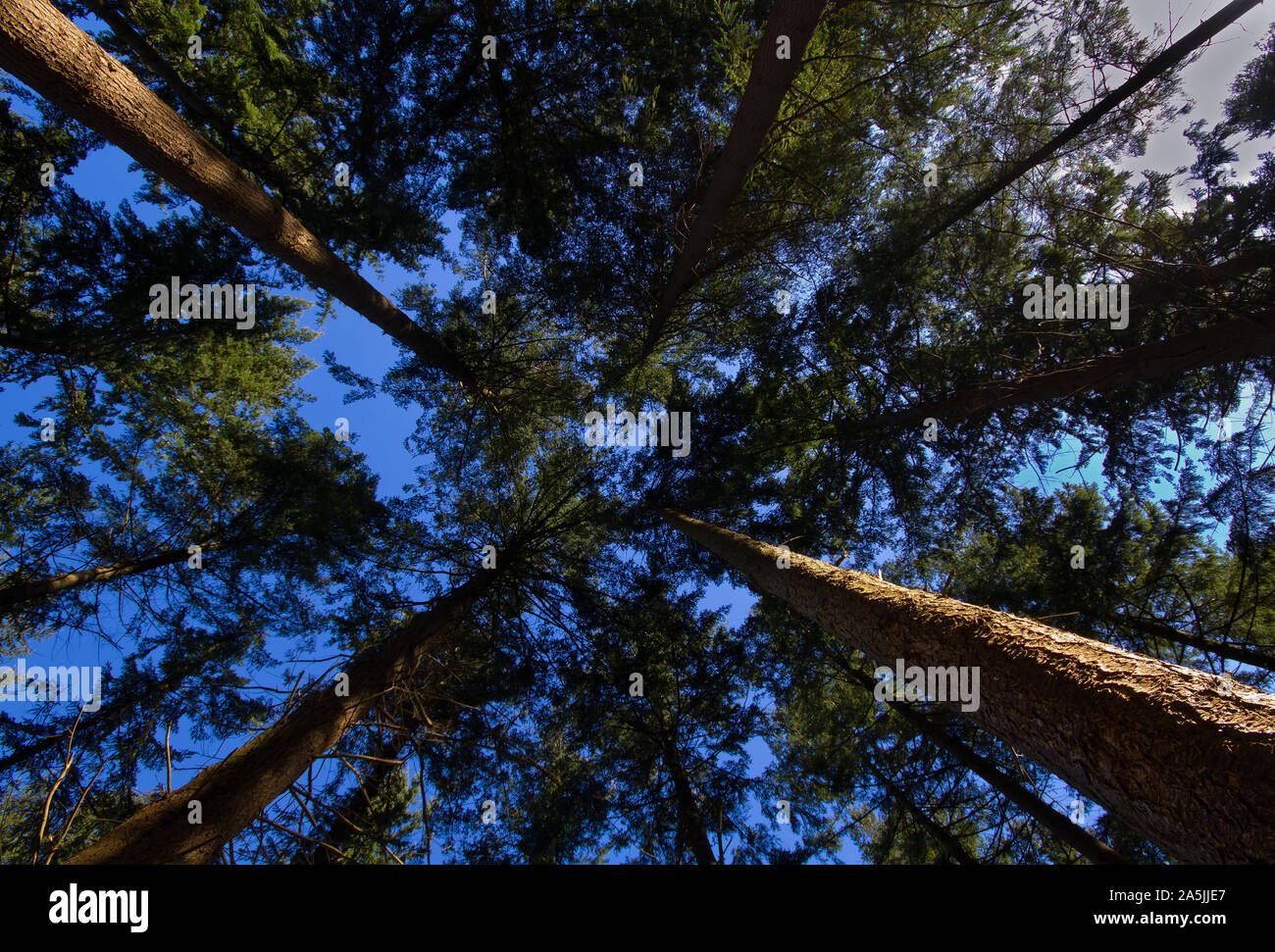 Forest canopy against a blue sky, seen from below Stock Photo