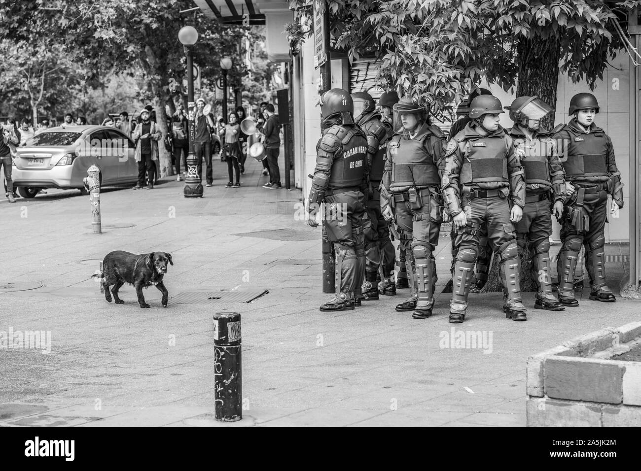 An indifferent dog passing through the clashes between the police and protesters at Santiago streets during the latest riots at Santiago de Chile city Stock Photo