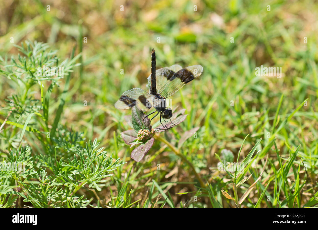 Closeup macro detail of Band-winged Dragonlet erythrodiplax umbrata dragonfly on grass in field meadow Stock Photo