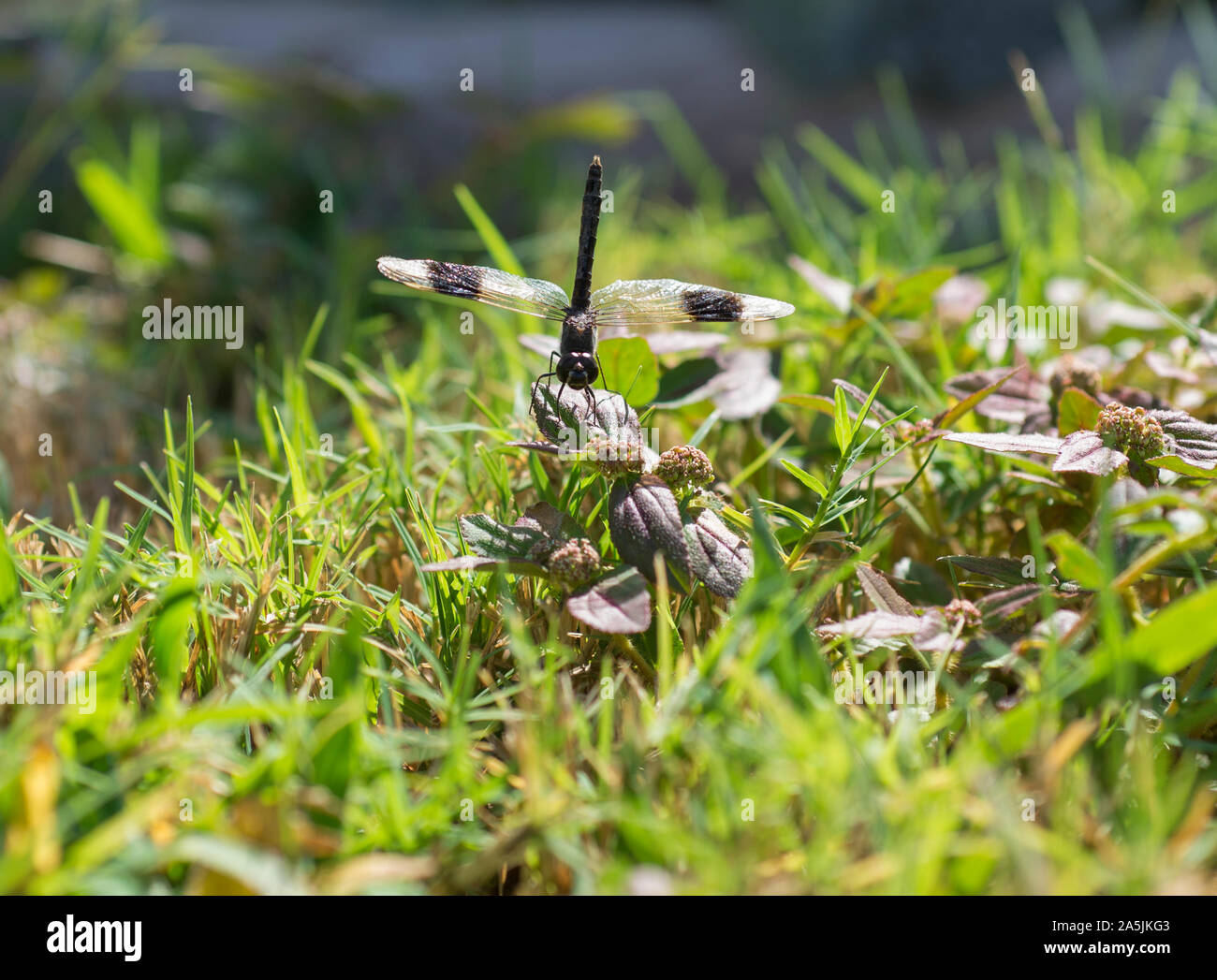 Closeup macro detail of Band-winged Dragonlet erythrodiplax umbrata dragonfly on grass in field meadow Stock Photo